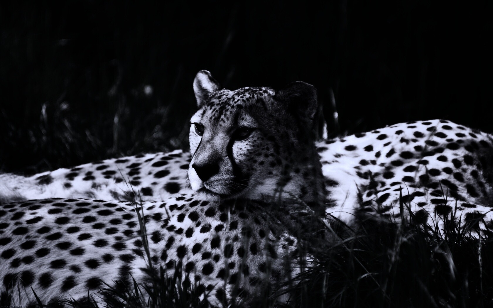 Два изящных гепард в природе обои