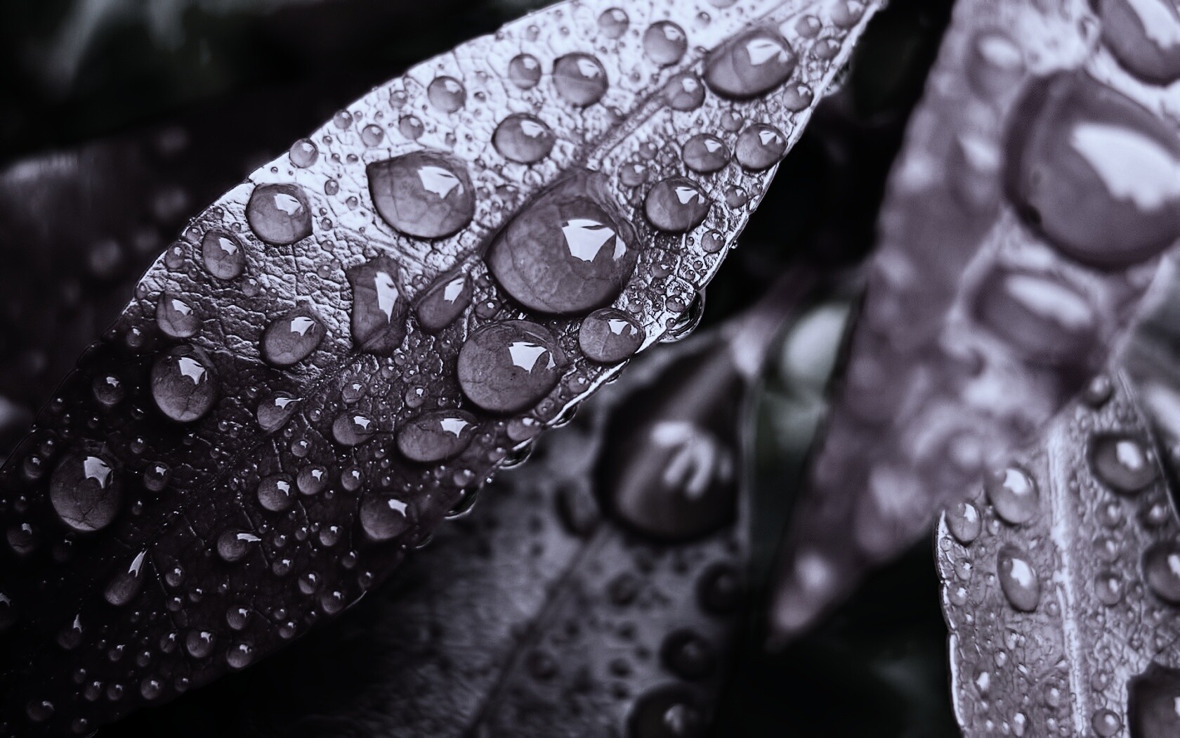 Капли росы на красных листьях обои