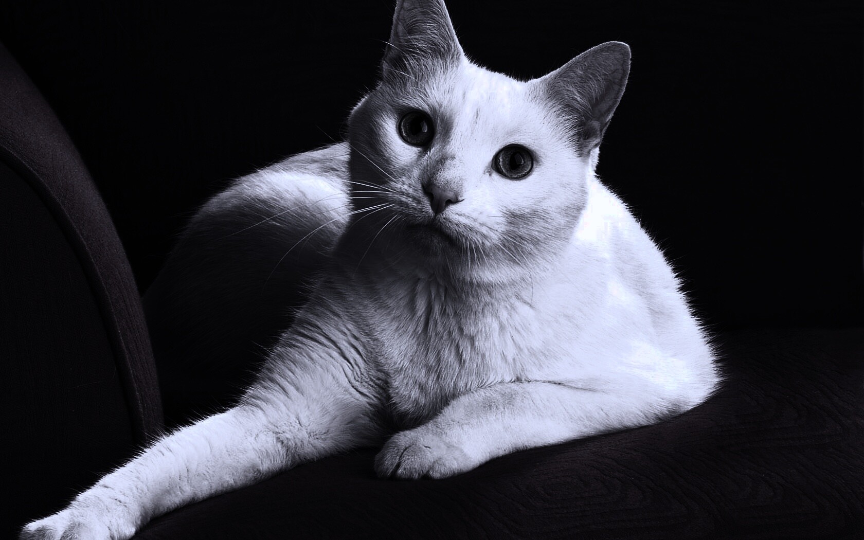 Белой кот на красном диване обои