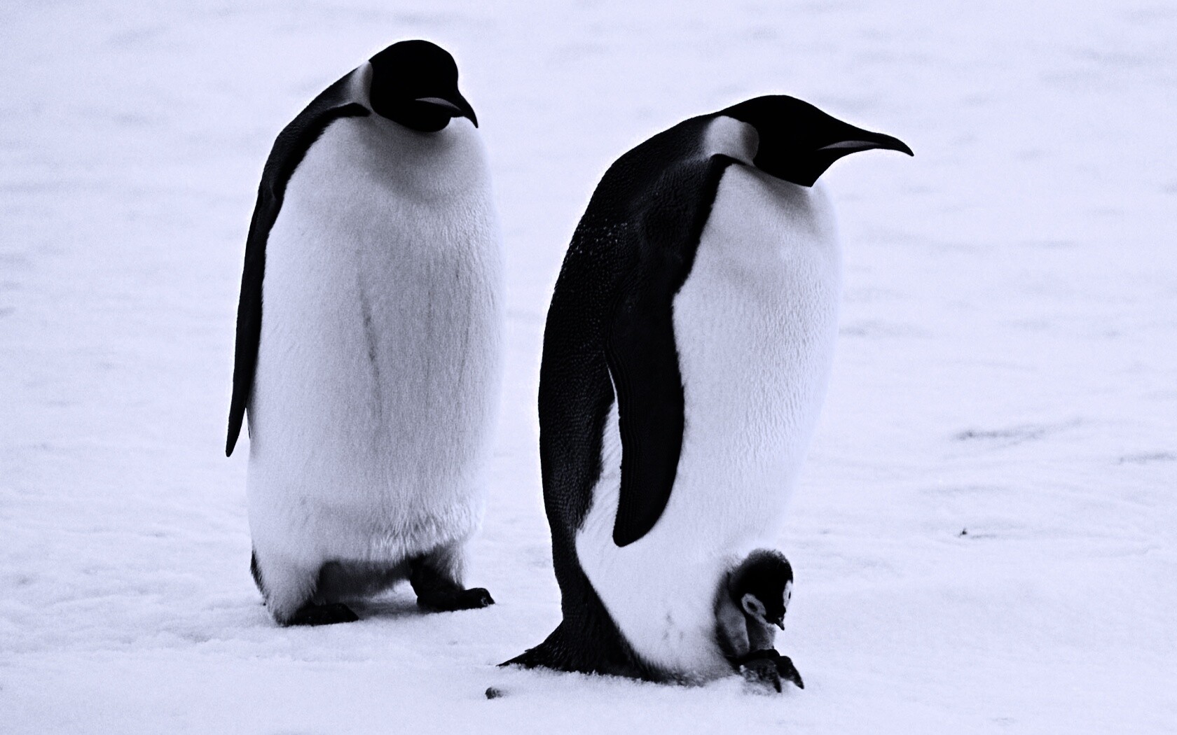 Семья пингвинов обои