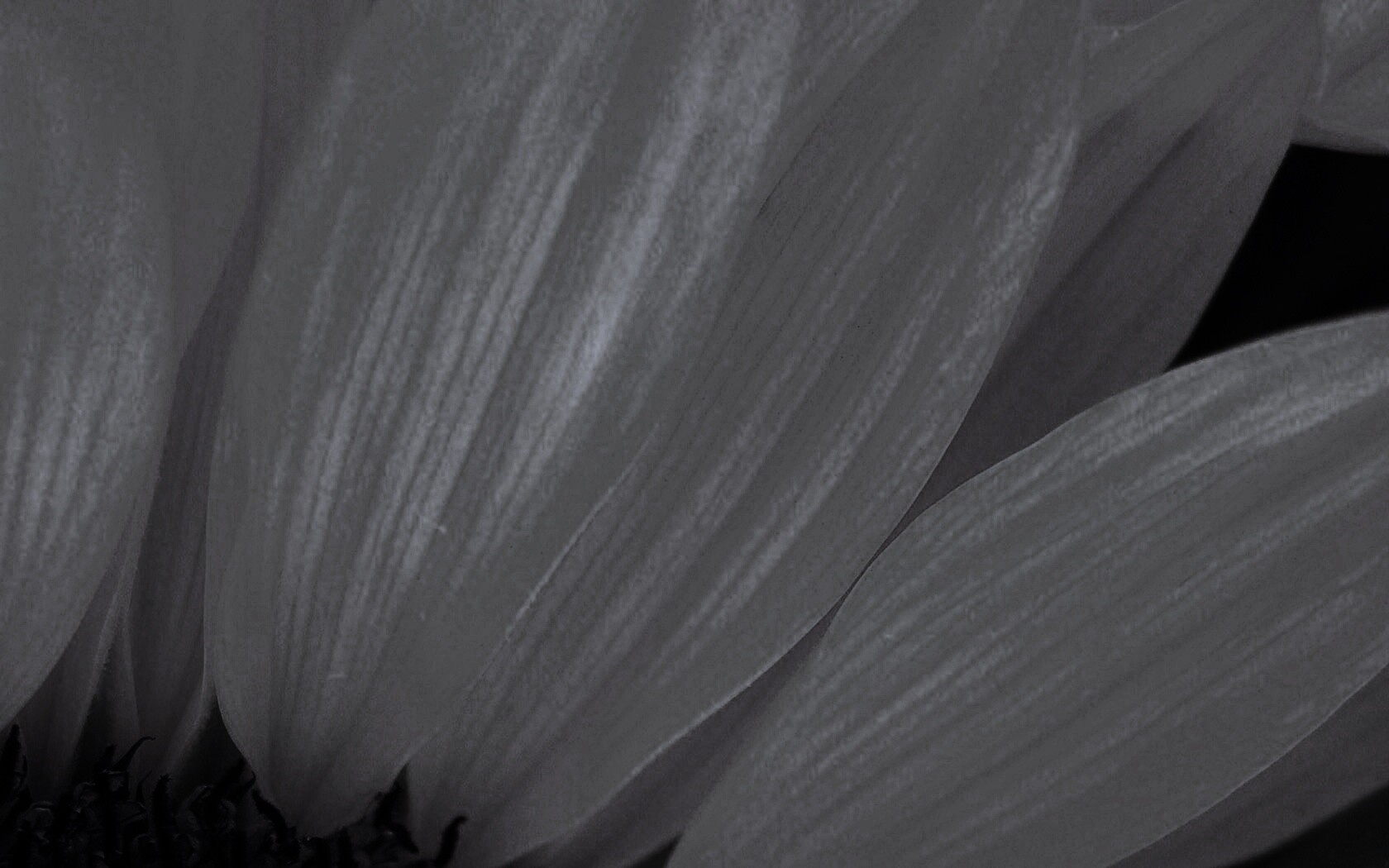 Жёлтый цветок обои