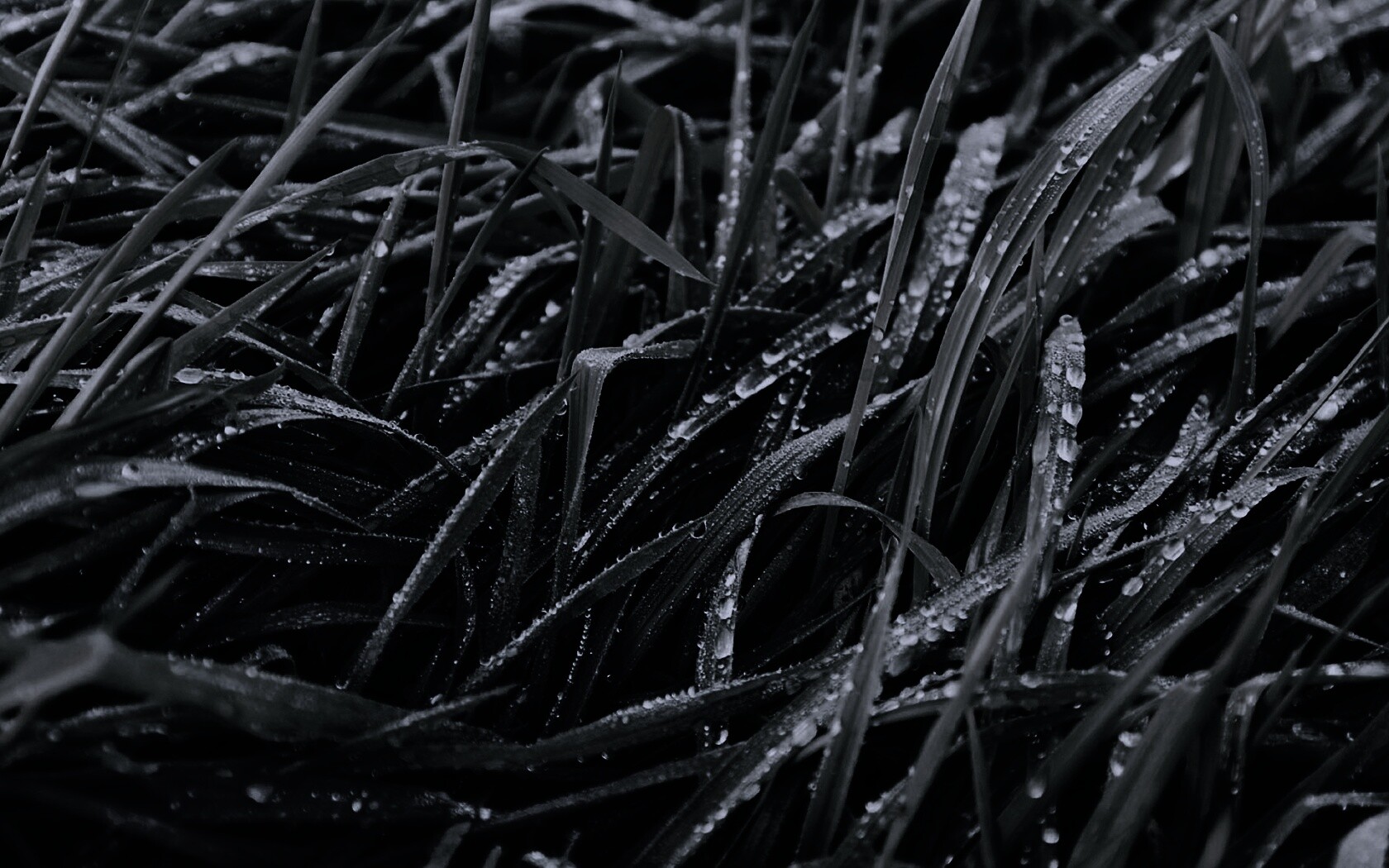 Роса на траве обои