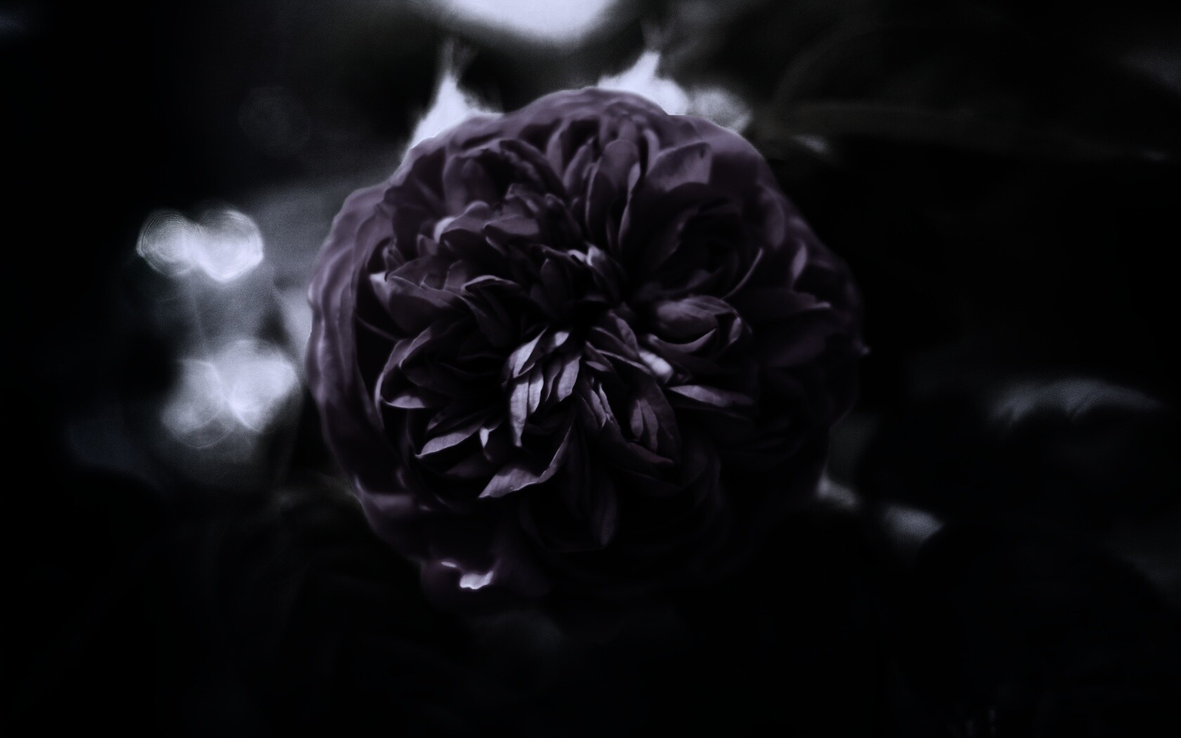 Клевер крупным планом обои