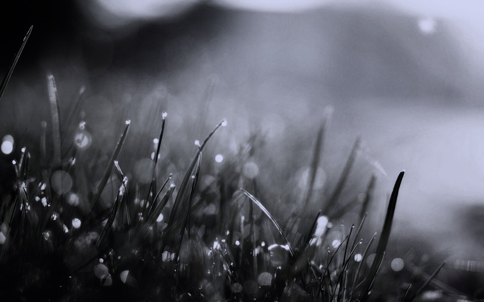 Красивая сочная трава обои