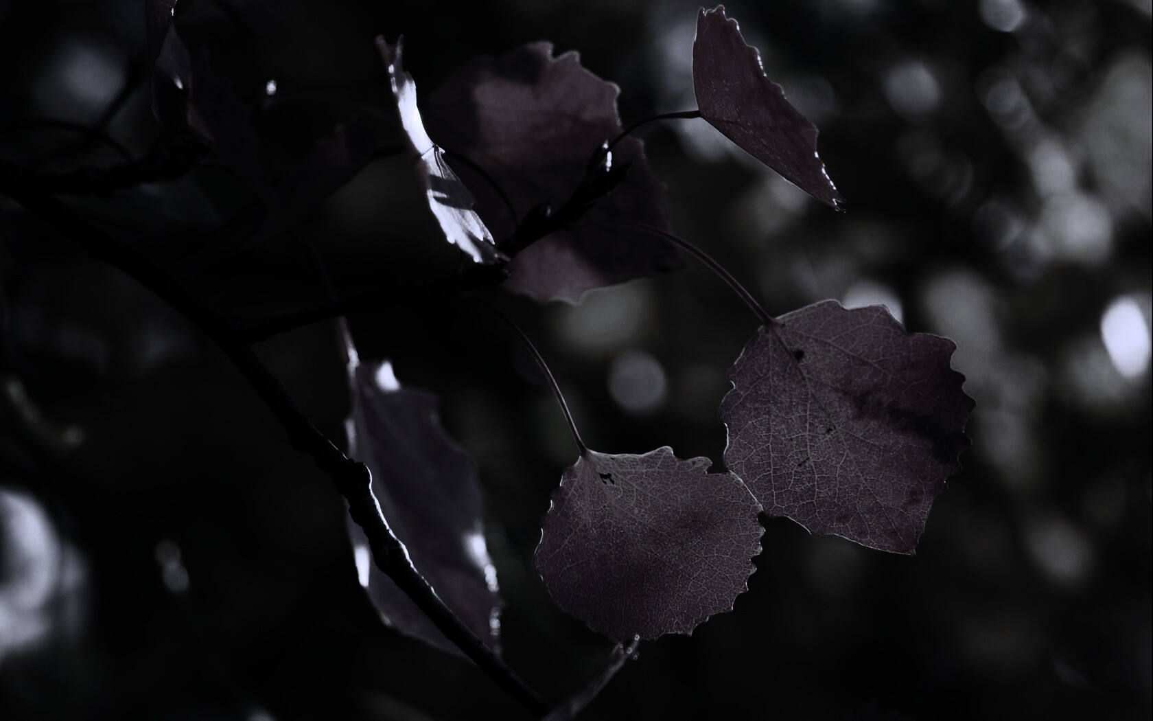 Красные листья обои