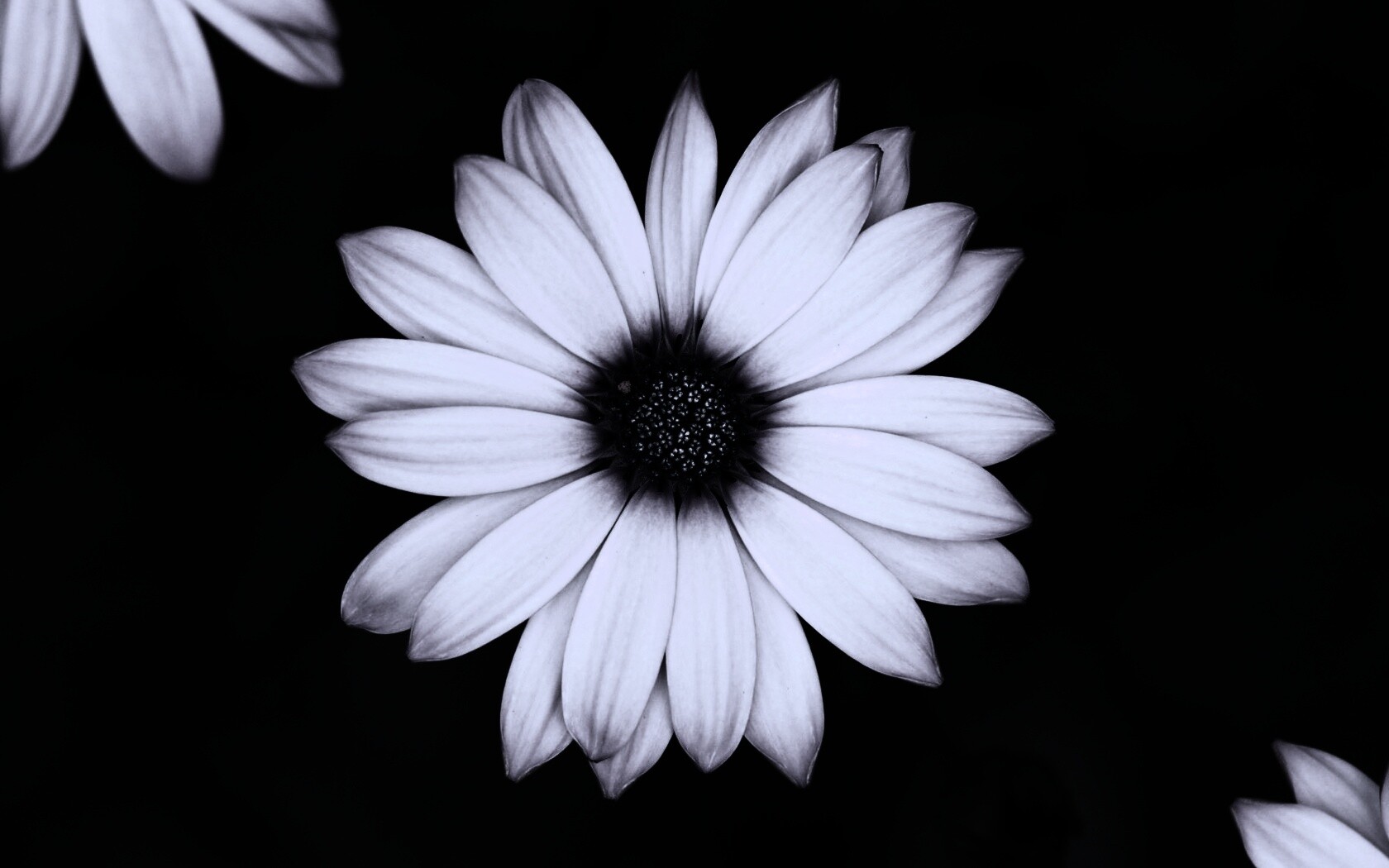 Макро фотография цветка обои