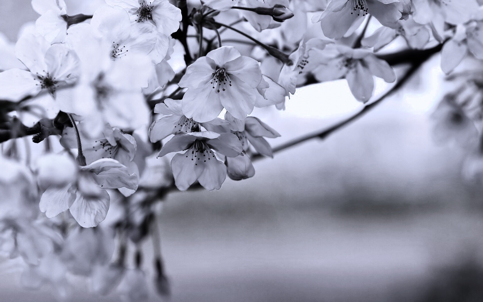 Цветение вишни обои