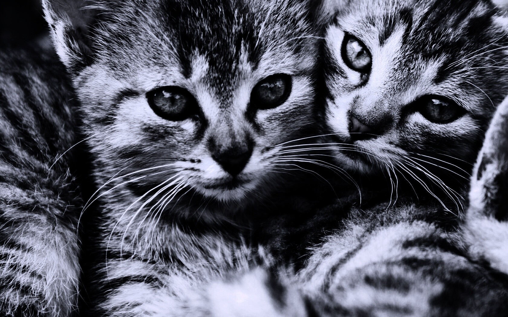 Котята в обнимку обои