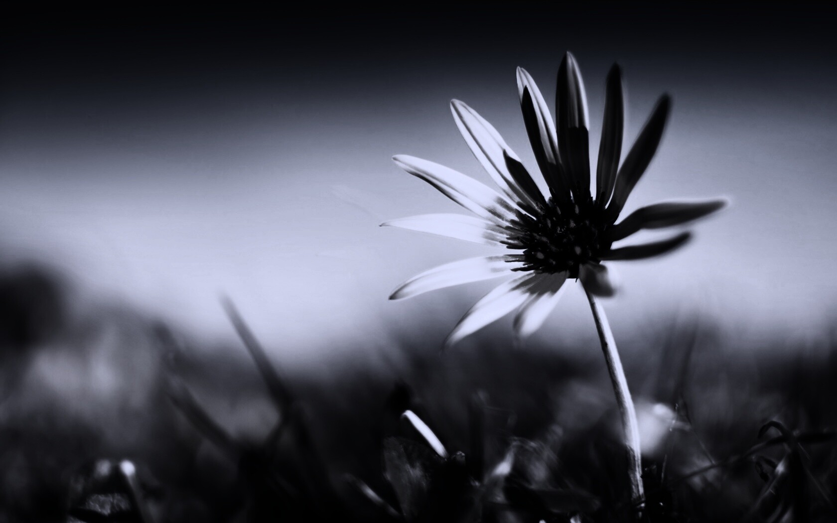 Летний цветок на солнце обои