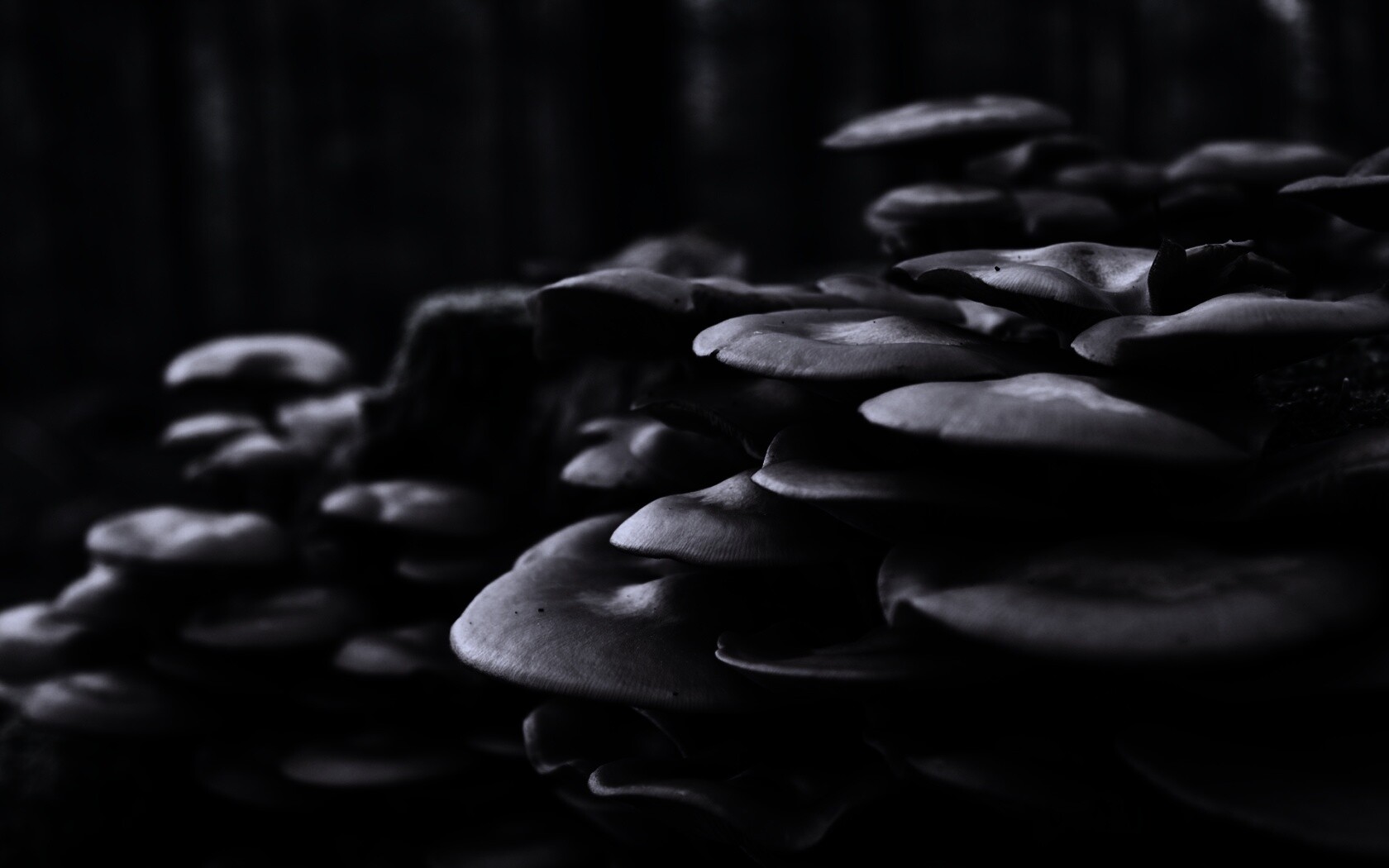 Лесные грибы на пне обои