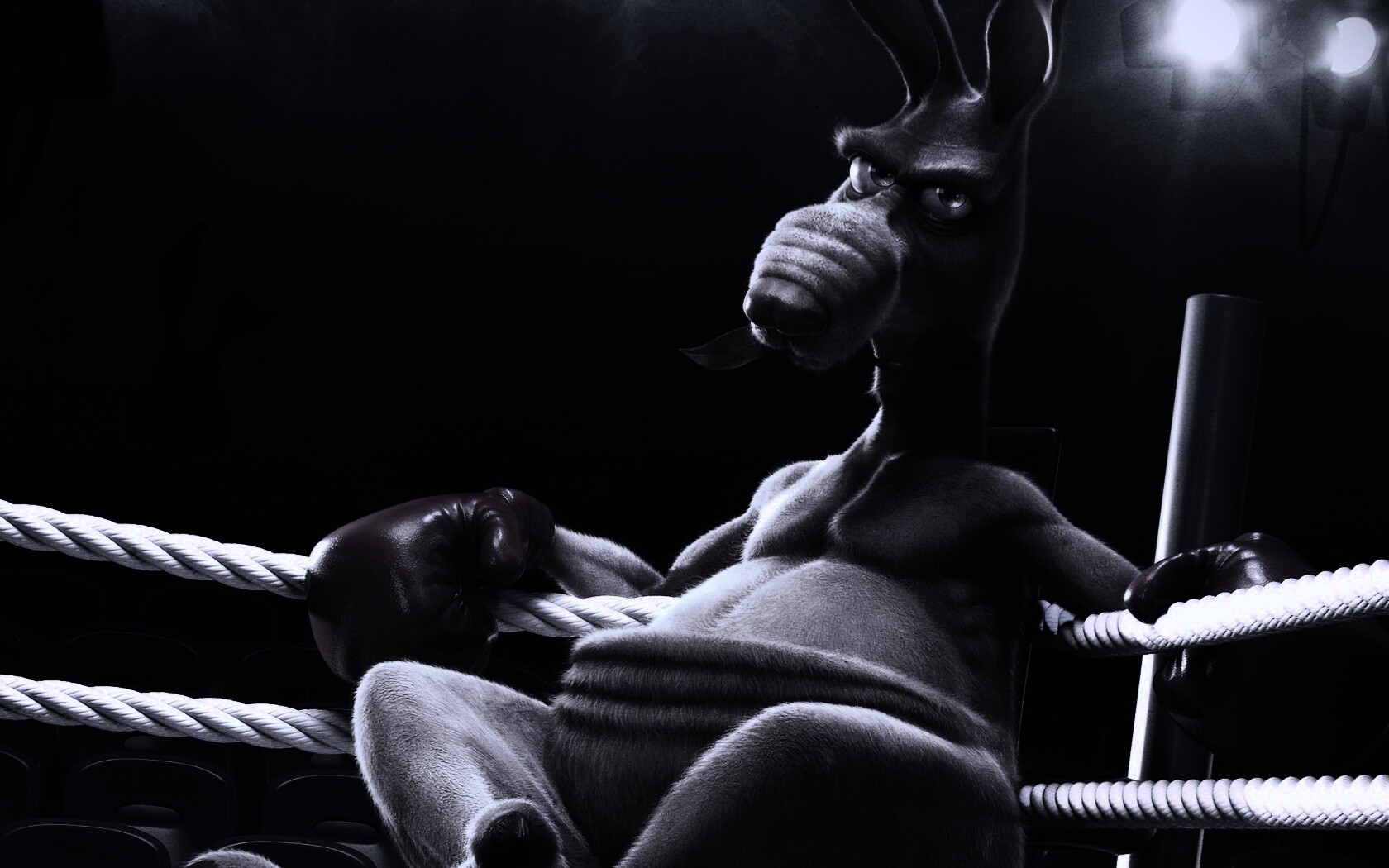 Кенгуру-боксер на ринге обои