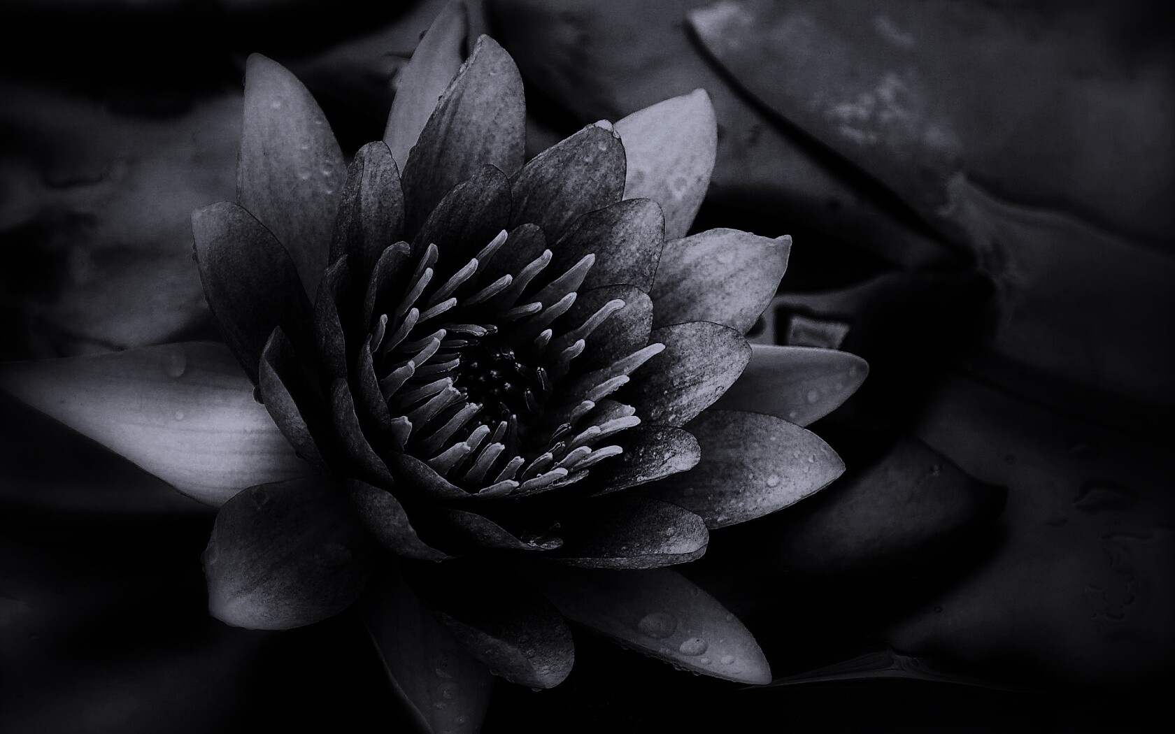 Кувшинка обои