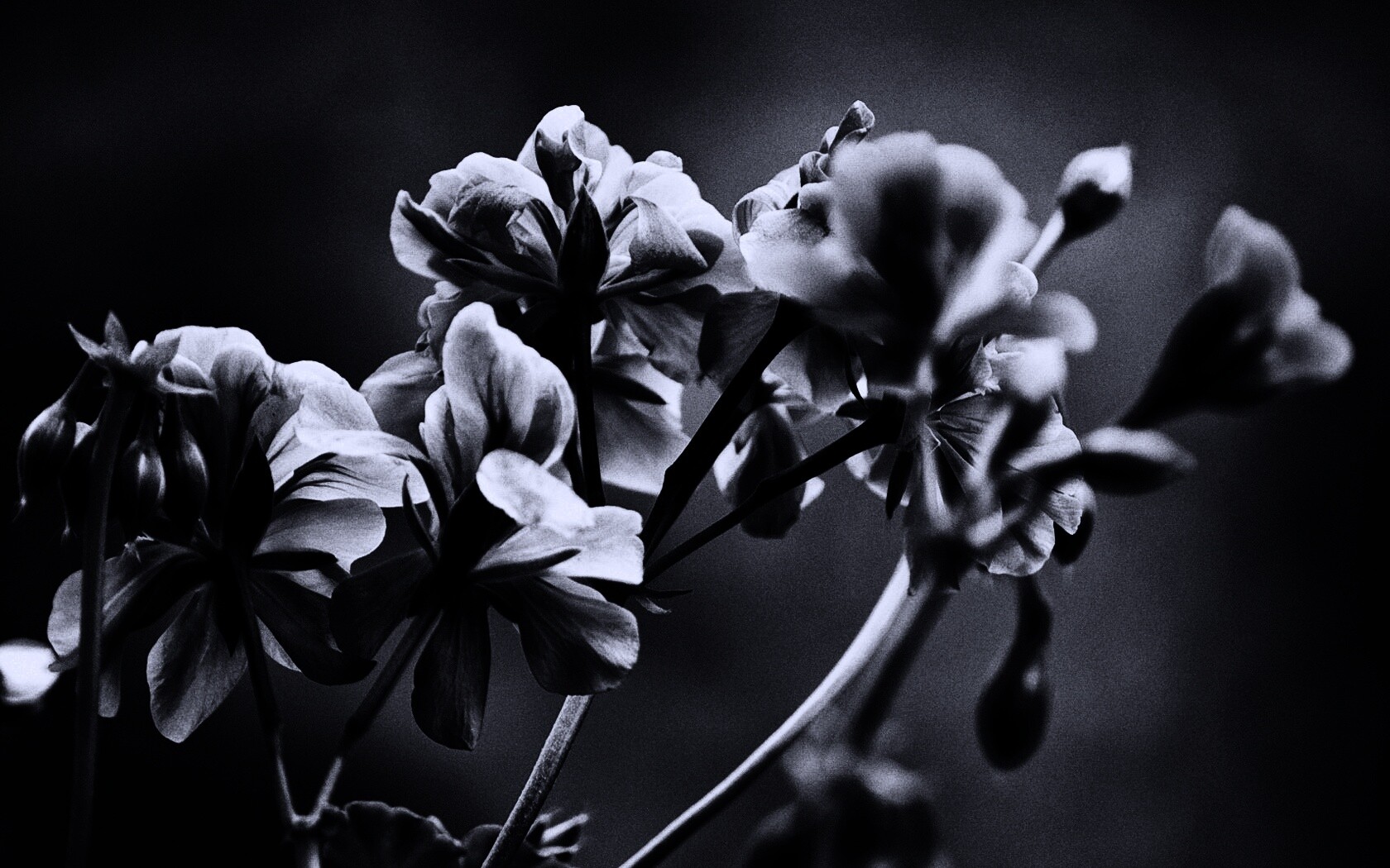Чёрно-белое фото цветов обои