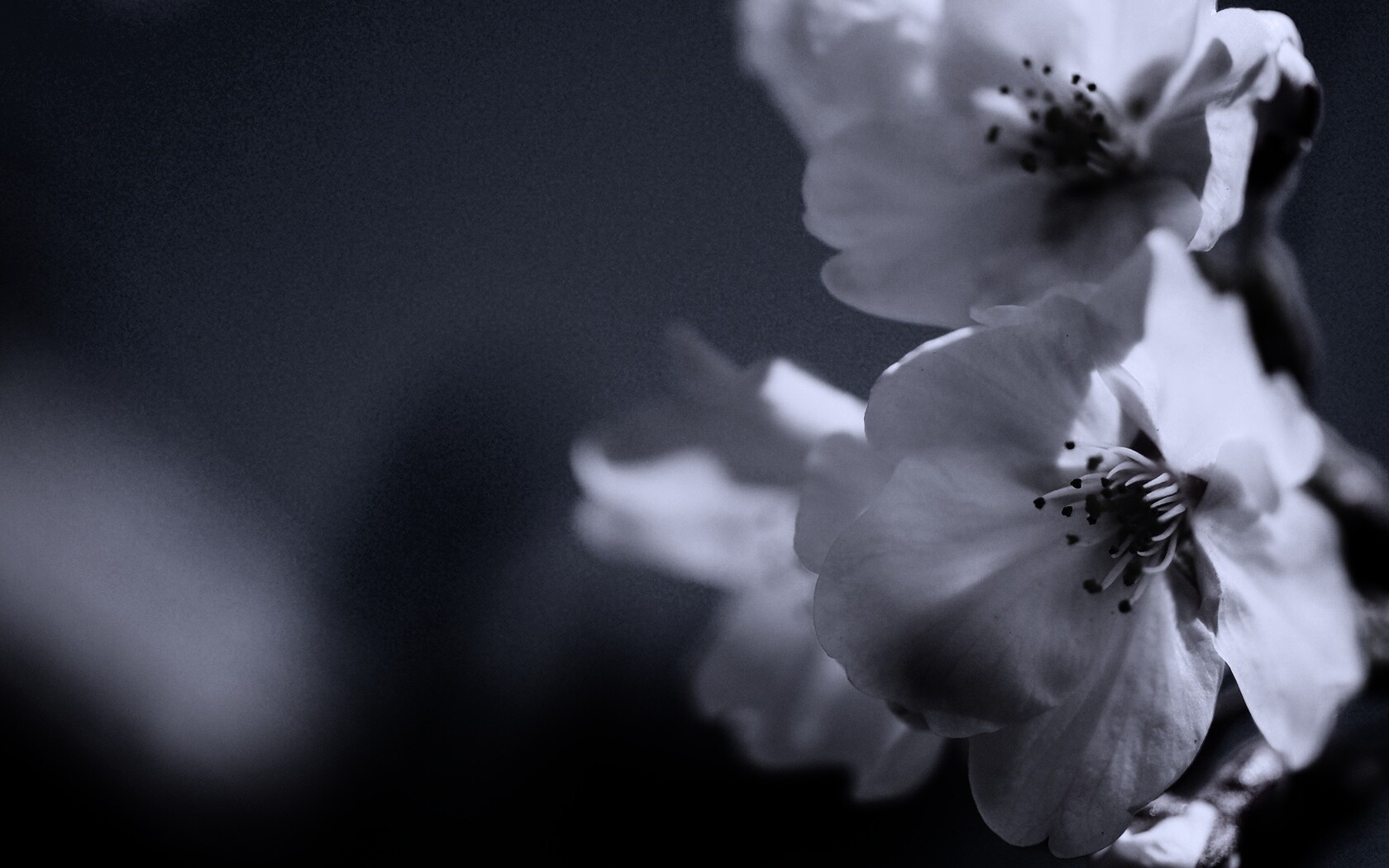 Нежные белые цветы обои