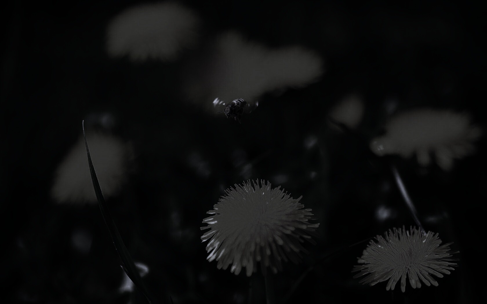 Пчёлка пролетает над одуванчиками обои