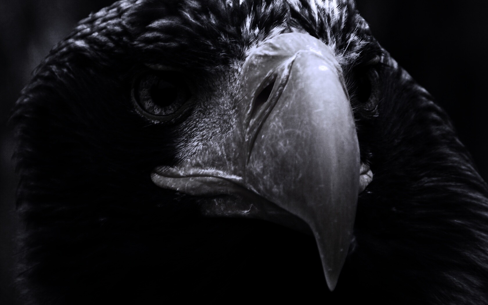 Орёл - птица гордая обои