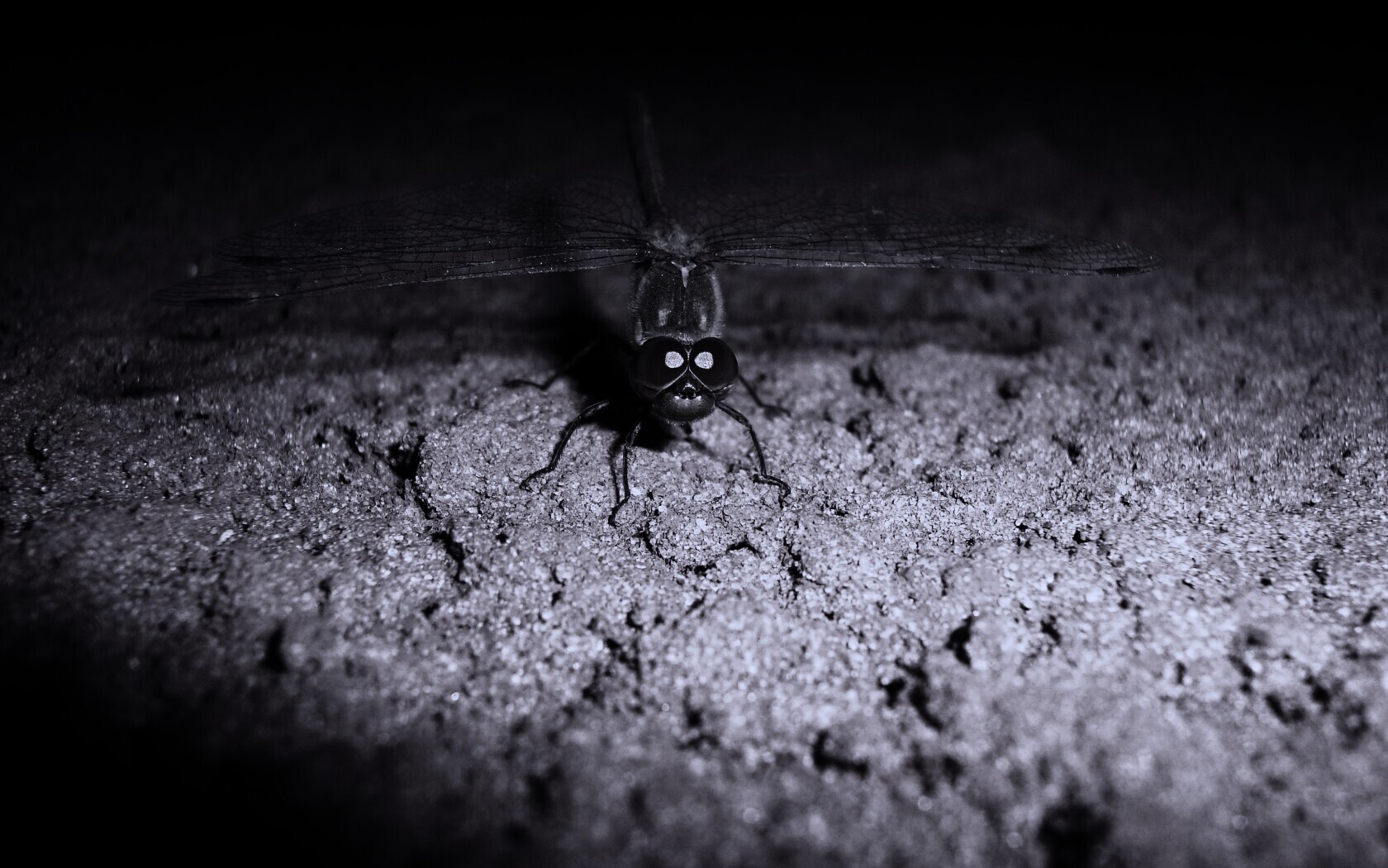 Стрекоза обои