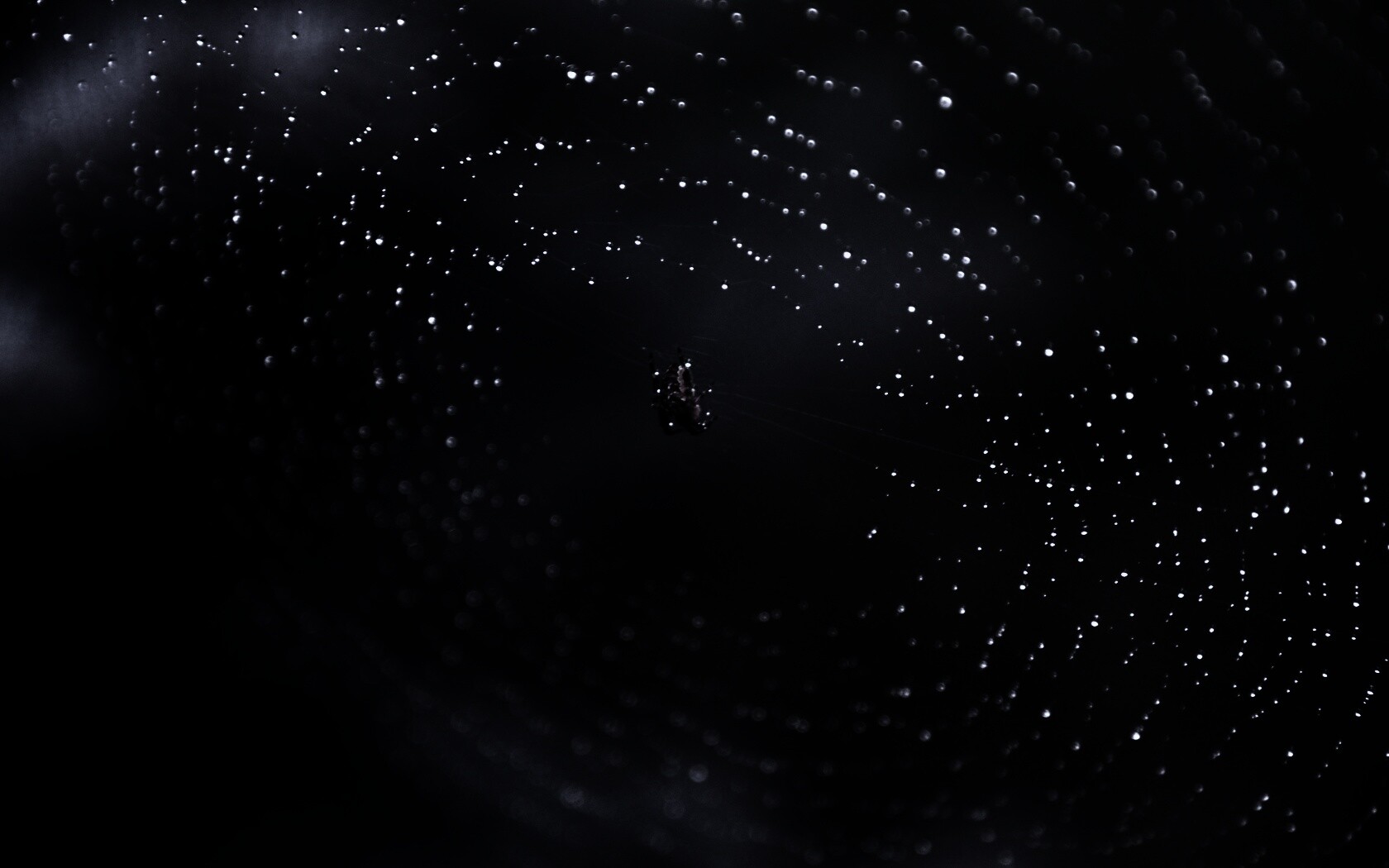 Паук на паутине обои