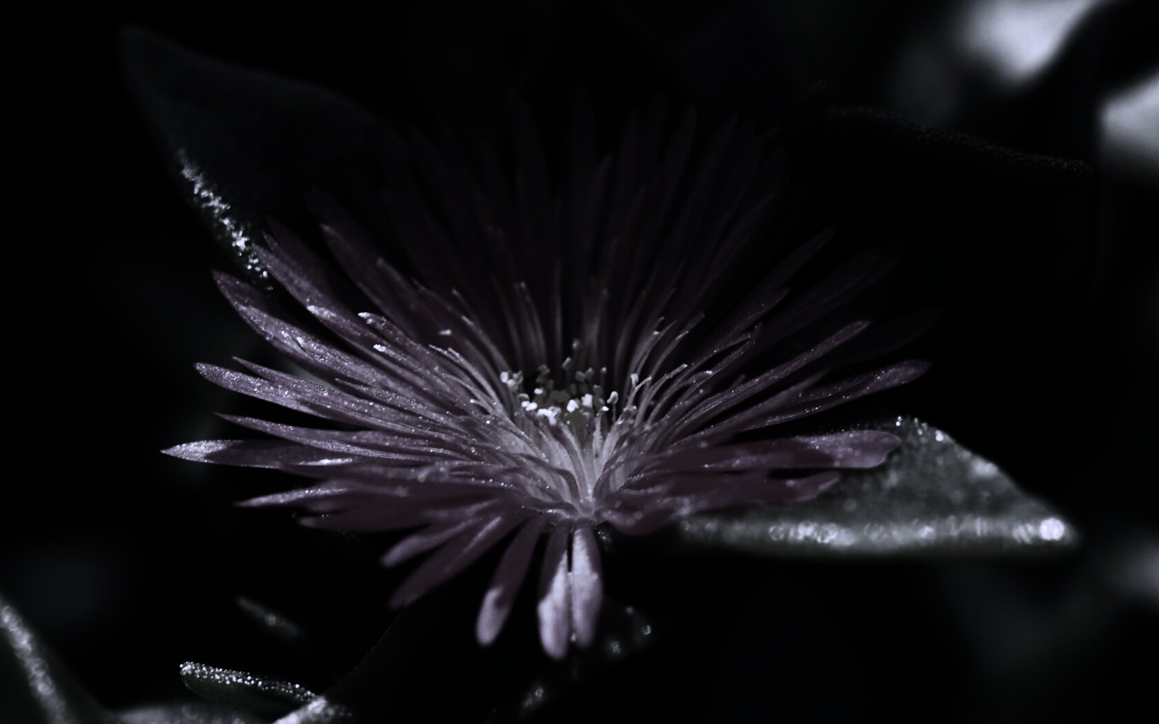 Чудесный цветок обои