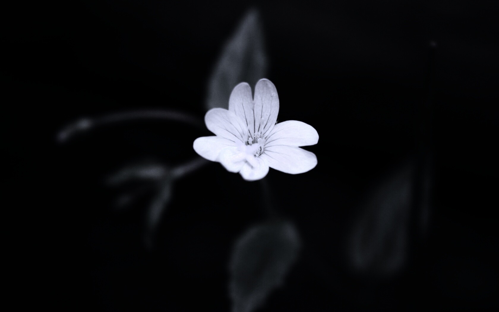 Маленький цветок в макро обои