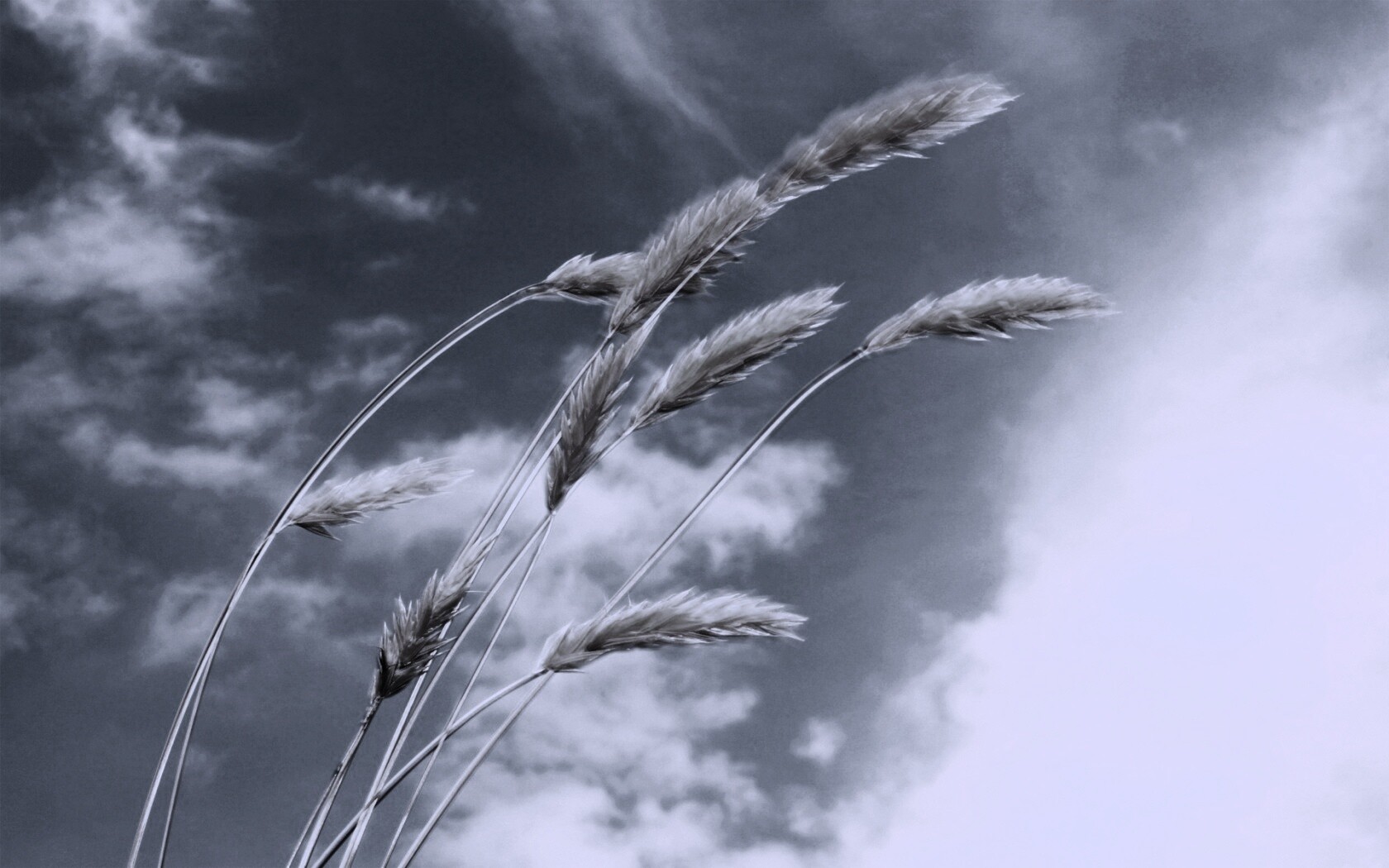 Колосья обои