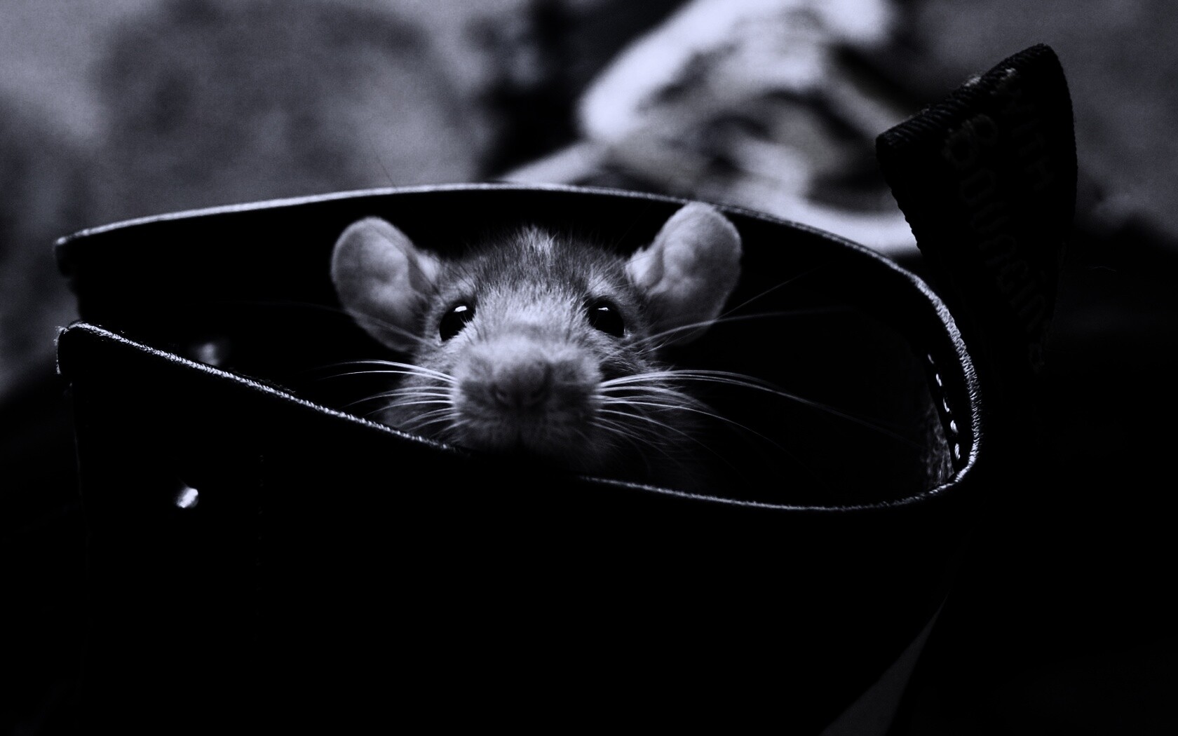 Мышонок выглядывает из ботинка обои