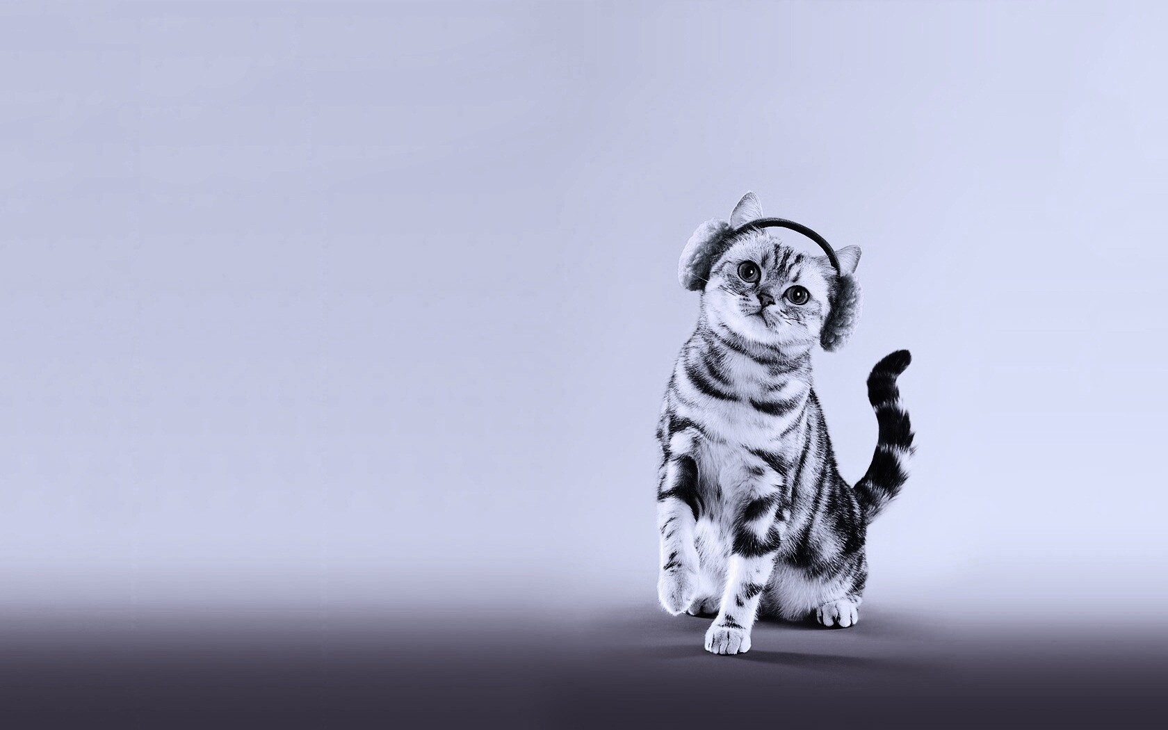 Кот в зеленых наушниках обои