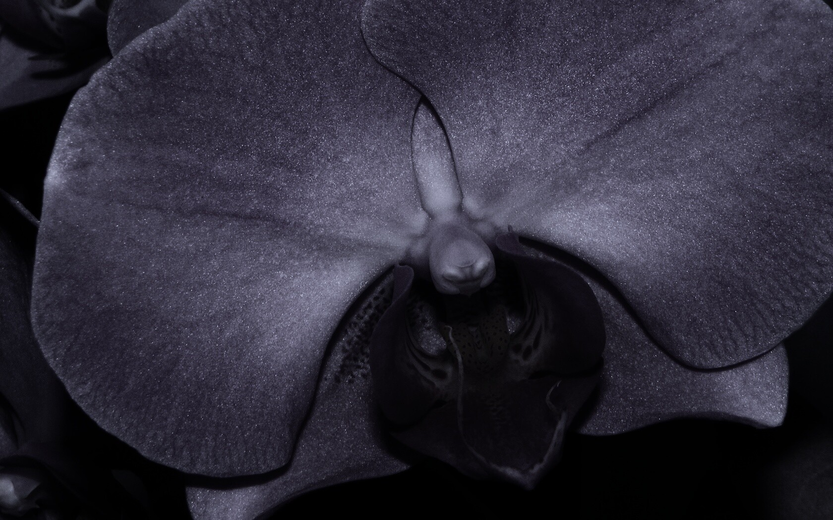 Фиолетовая орхидея обои