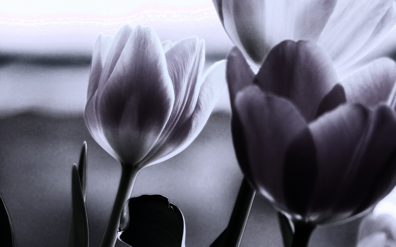 Тюльпаны обои
