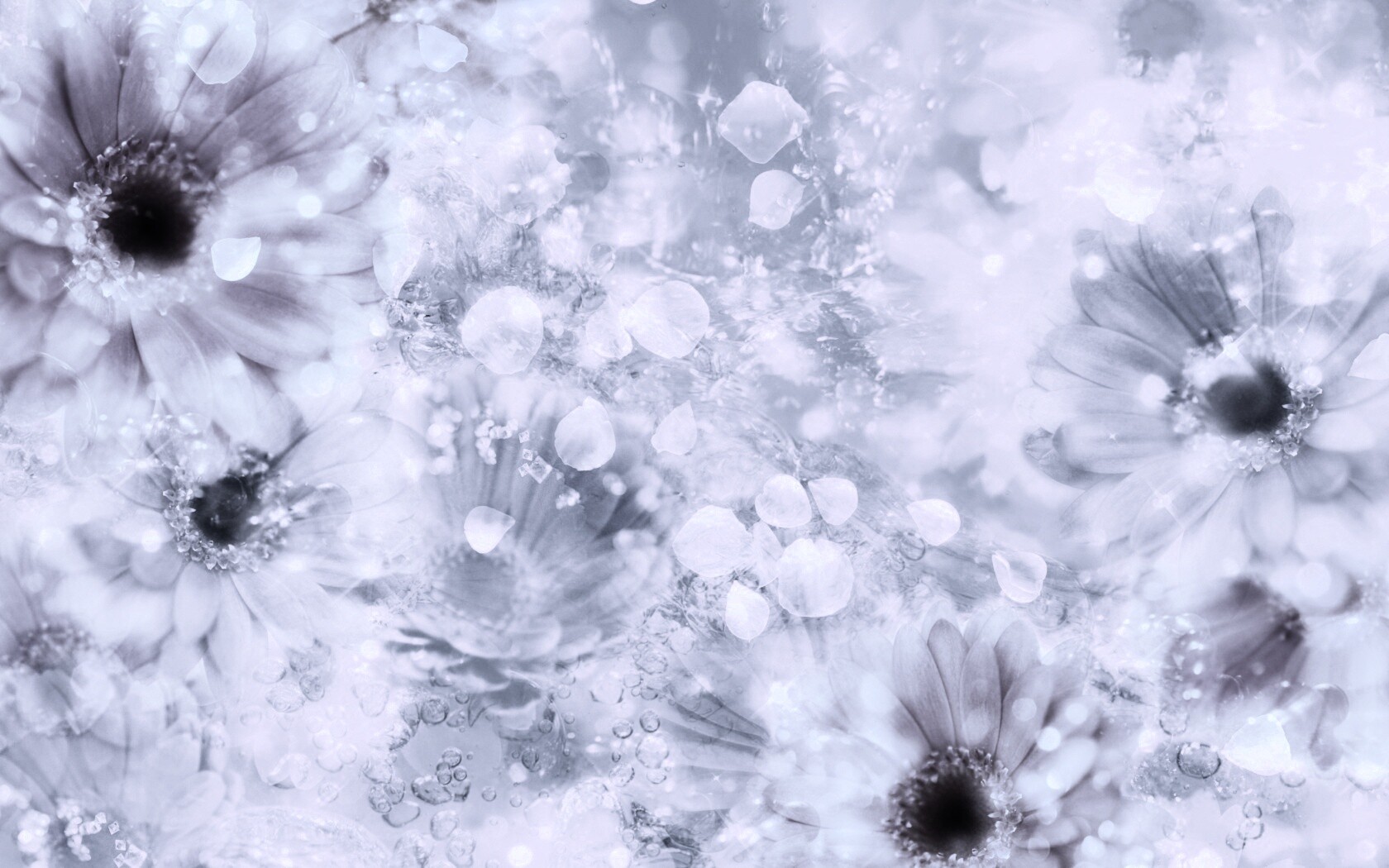 Цветочная эйфория обои