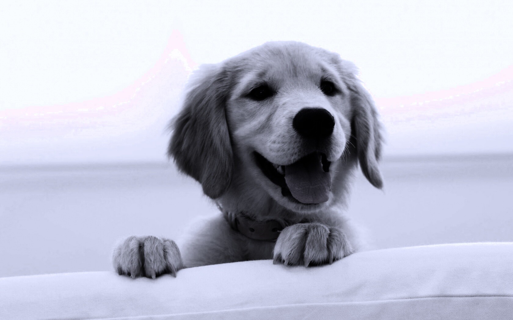 Щенок голден ретривера обои