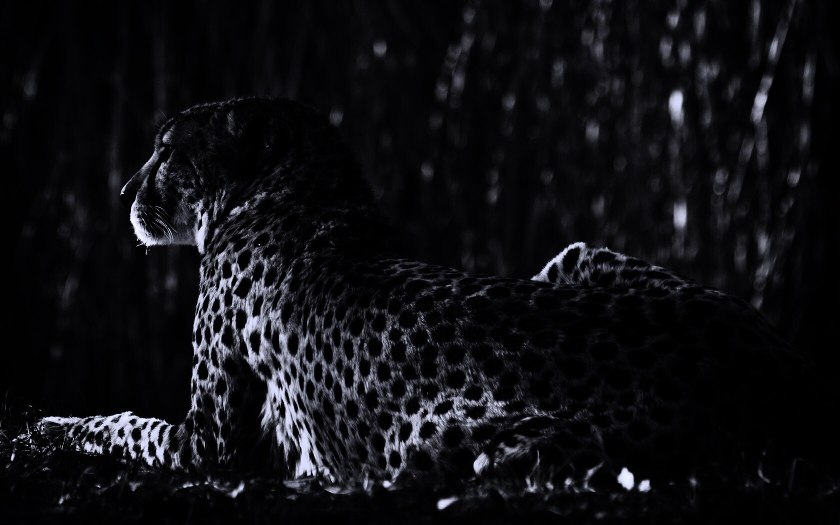 Гепард обои