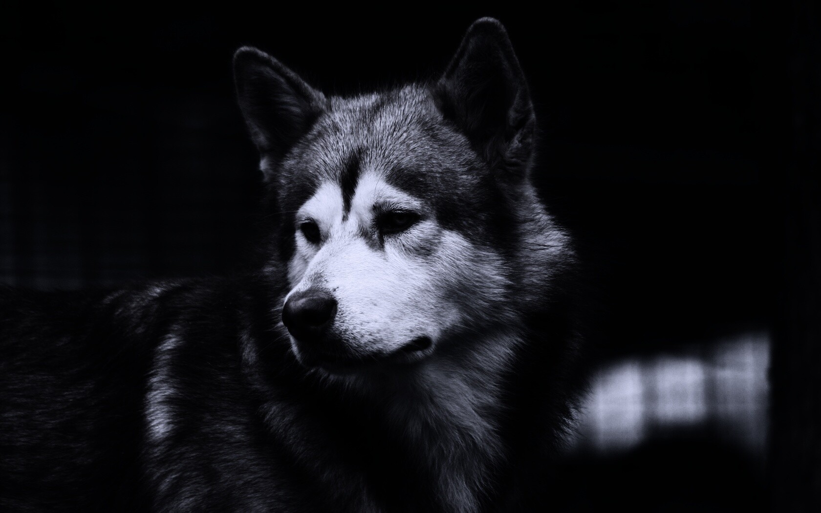 Собака с грустным взглядом обои