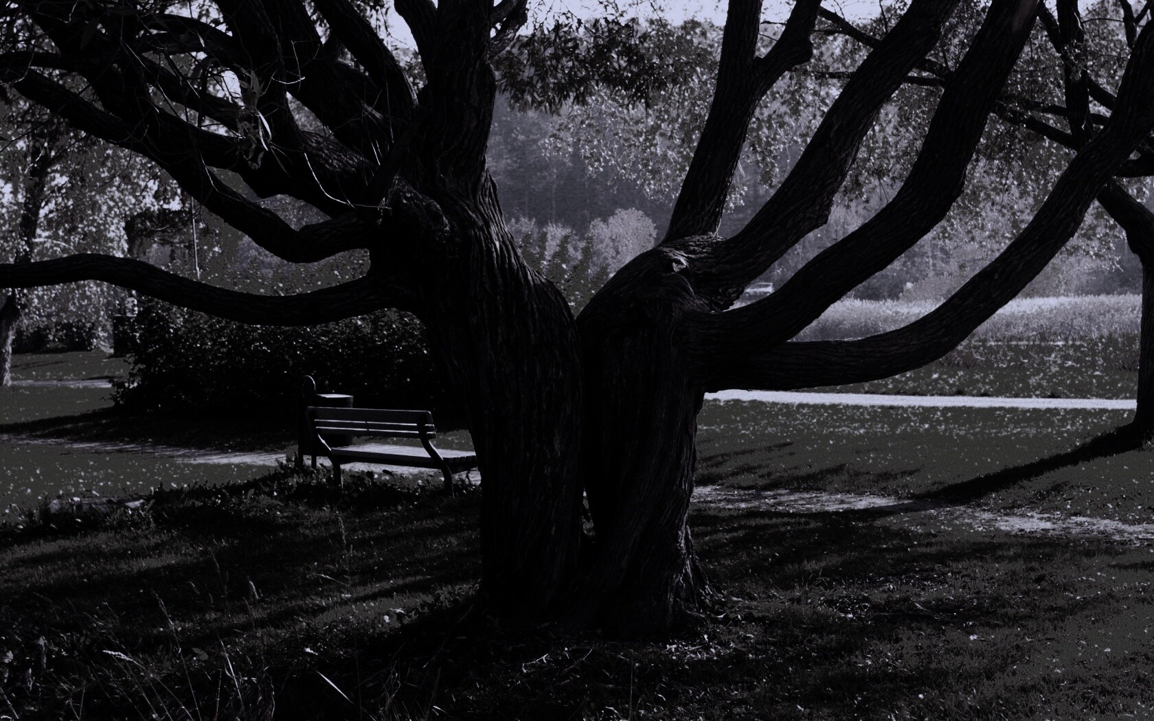 Старые сросшиеся деревья обои