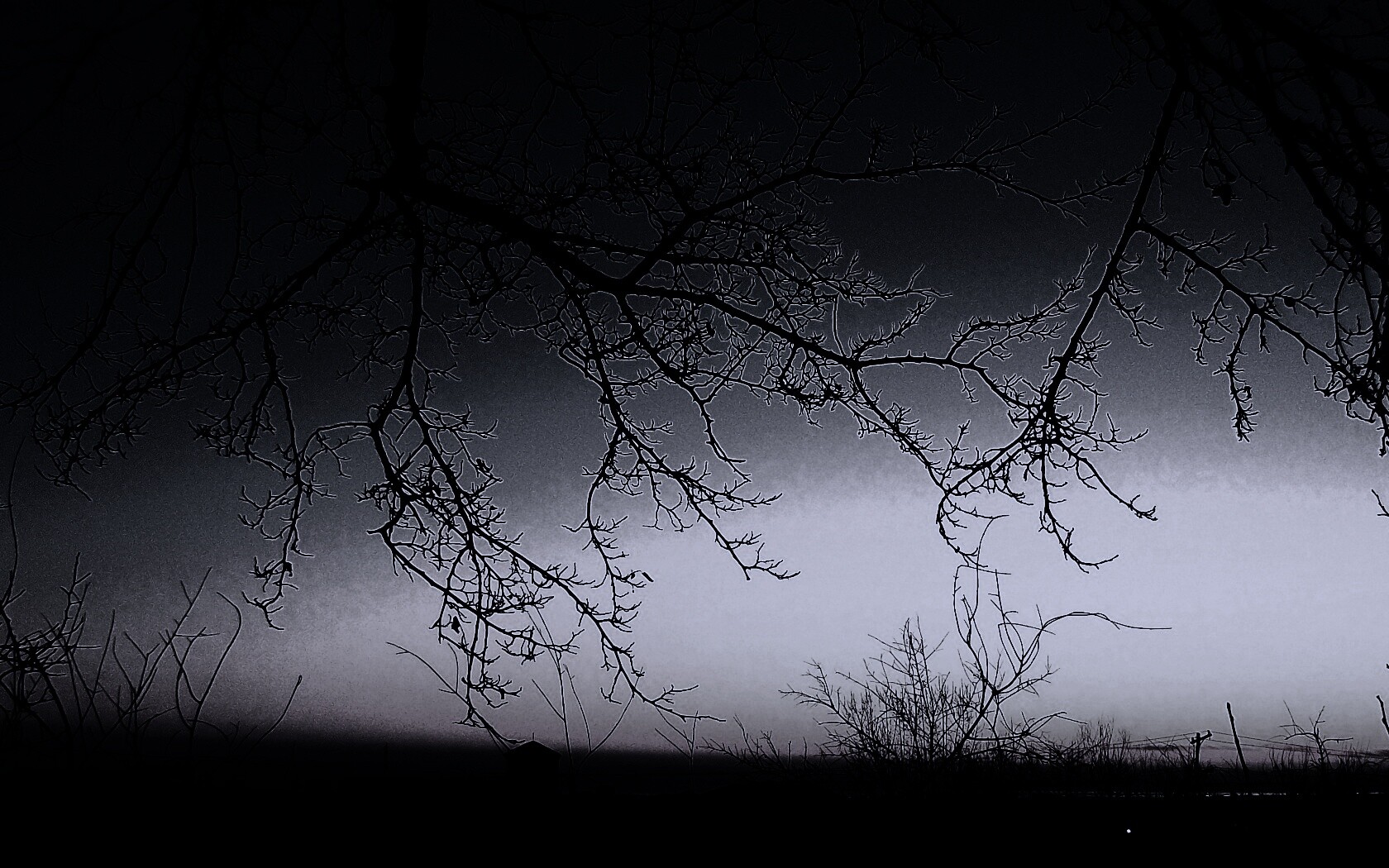 Закат сквозь ветки деревьев обои