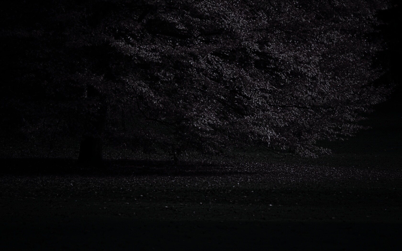 Пожелтевшее дерево с облетающей листвой обои