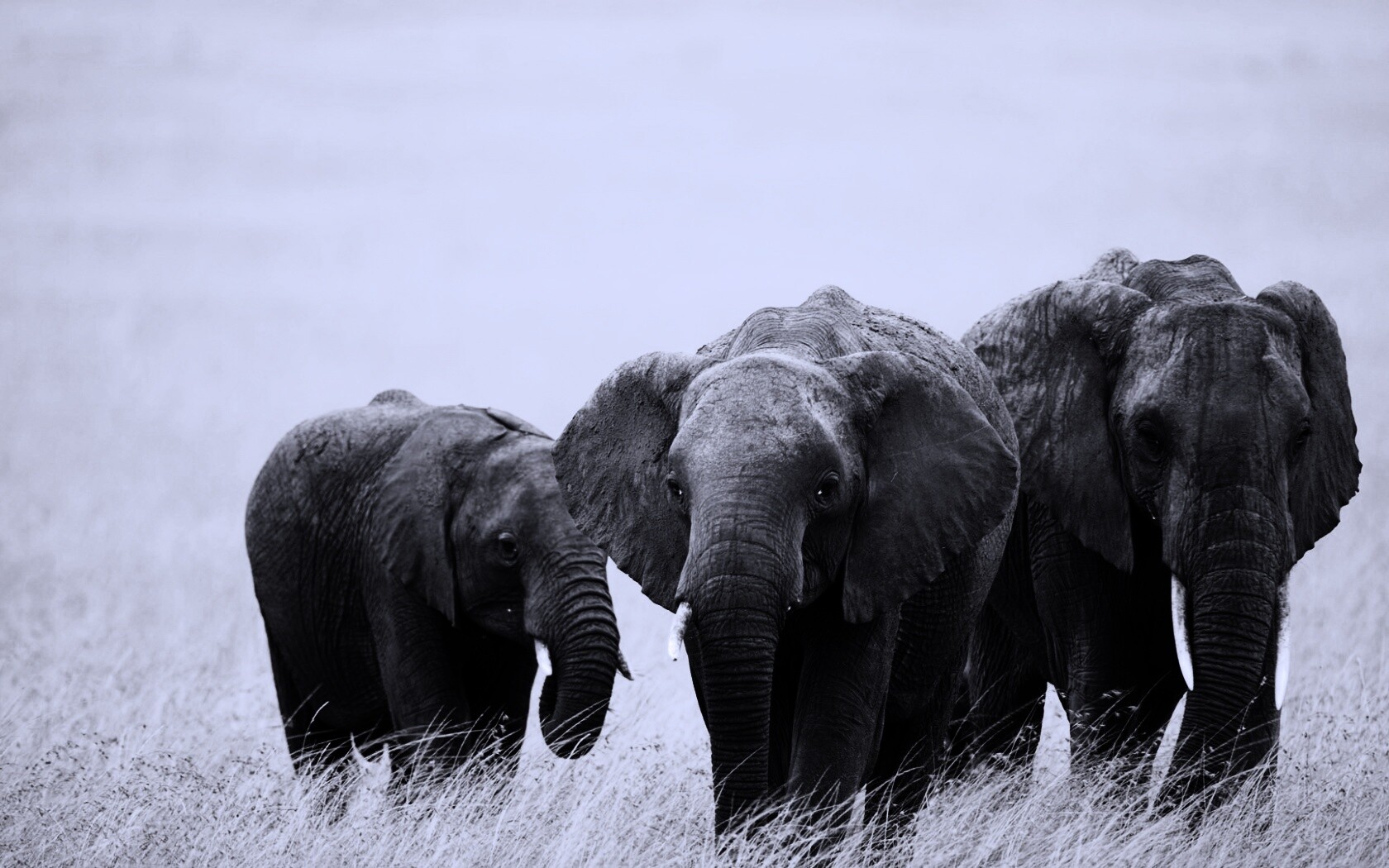 Слон, слониха и слоненок обои