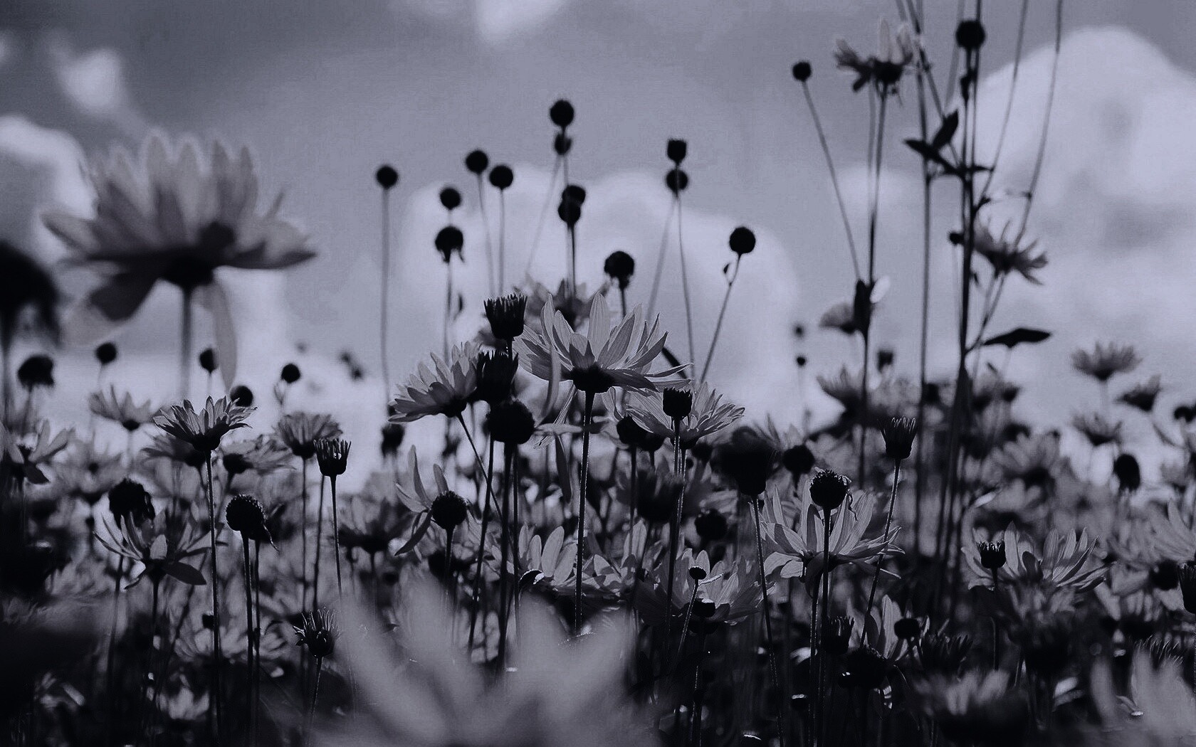 Полевые цветы летом обои