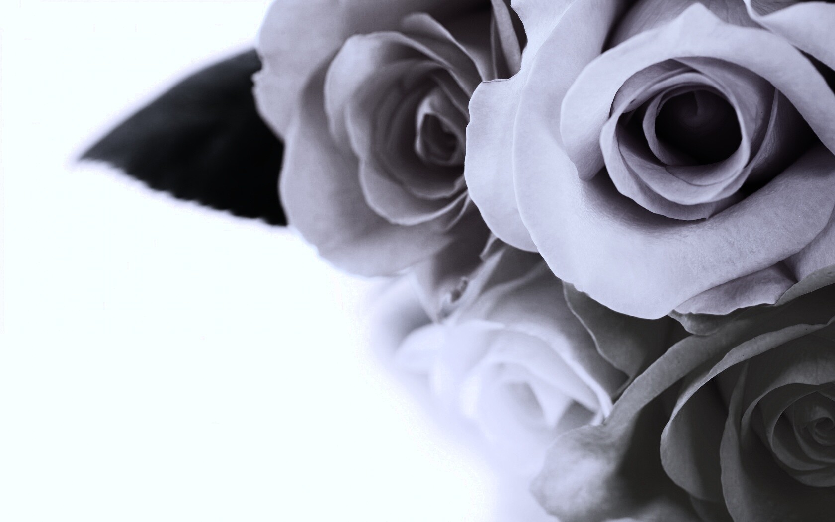 Букет разноцветных роз обои