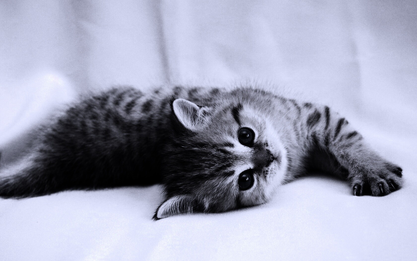 Рыжиый котенок с синим глазами обои