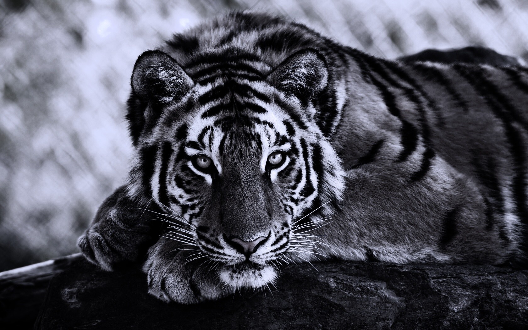 Большая полосатая кошка обои