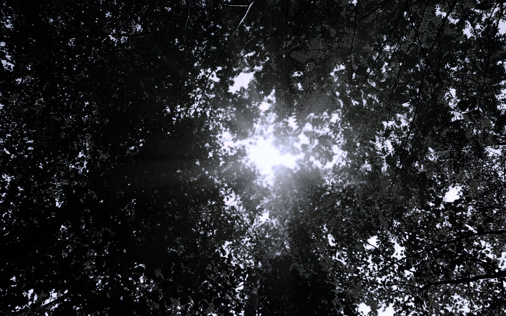 Яркий зеленоватый свет пробивающийся сквозь листву обои