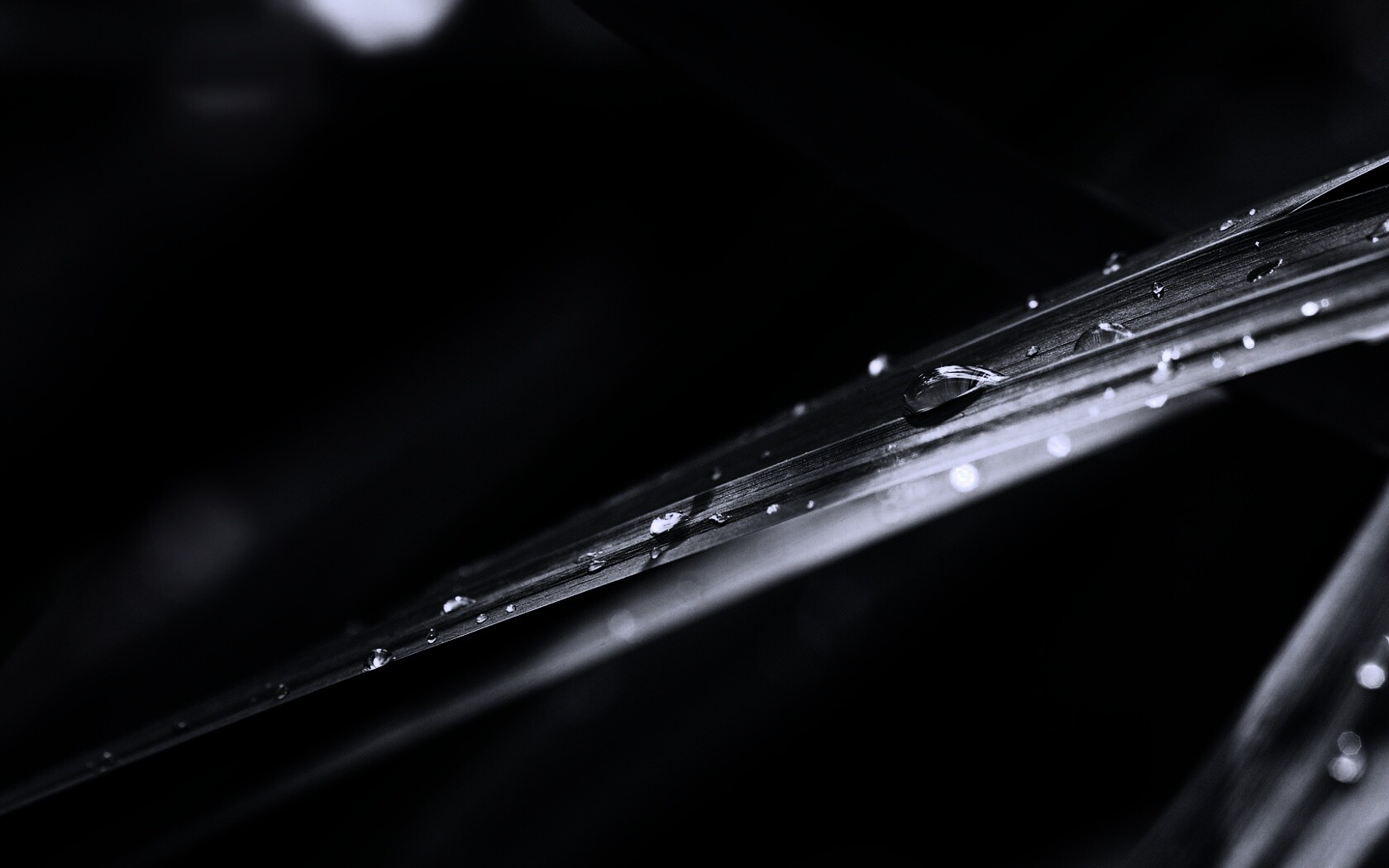 Капли росы на листе обои