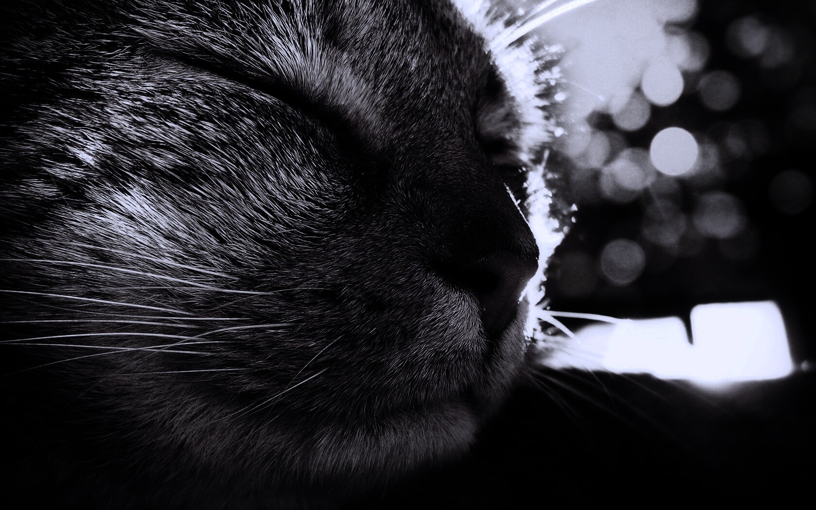 Спящий на солнце рыжий кот обои