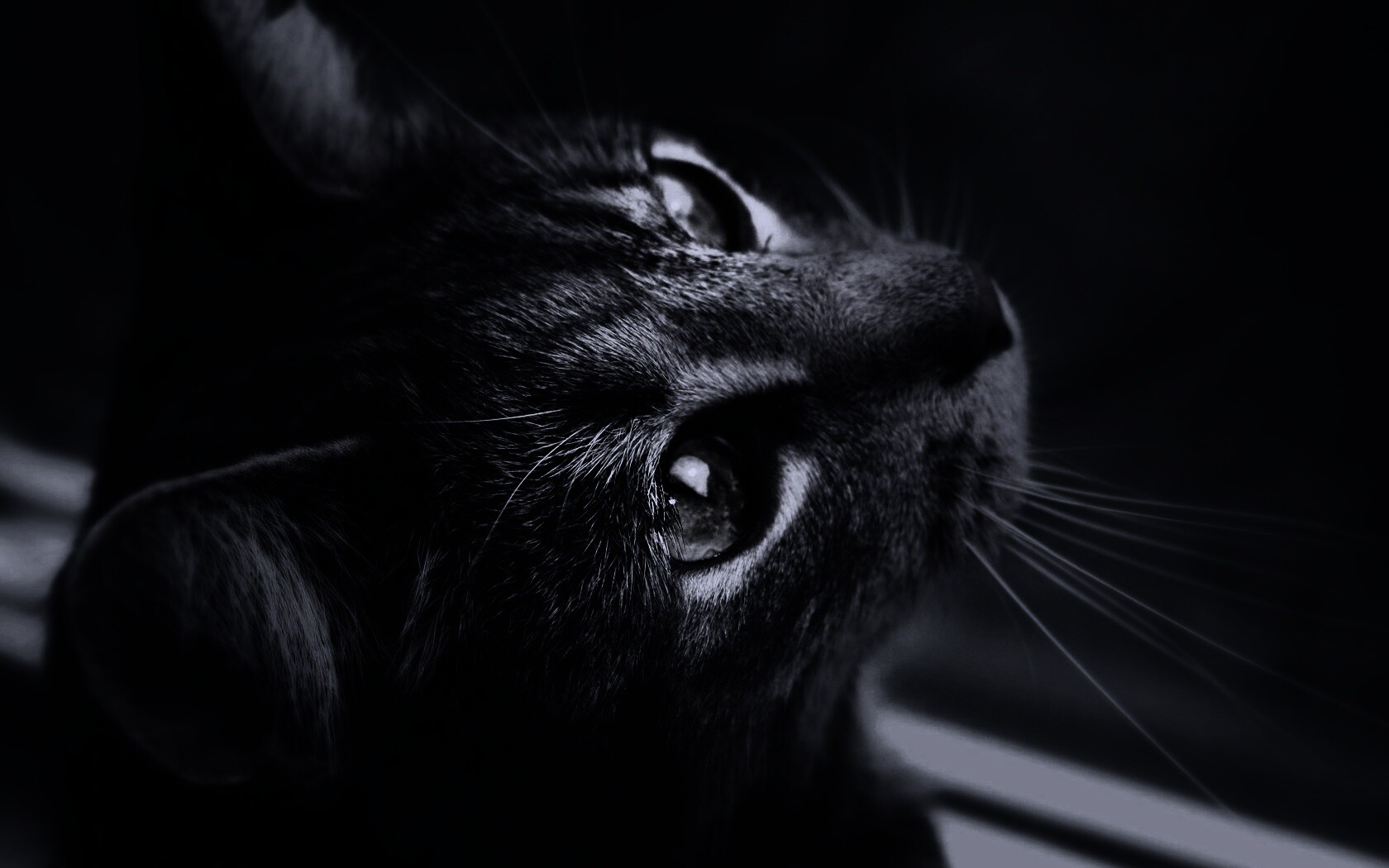 Кот с желтыми глазами обои