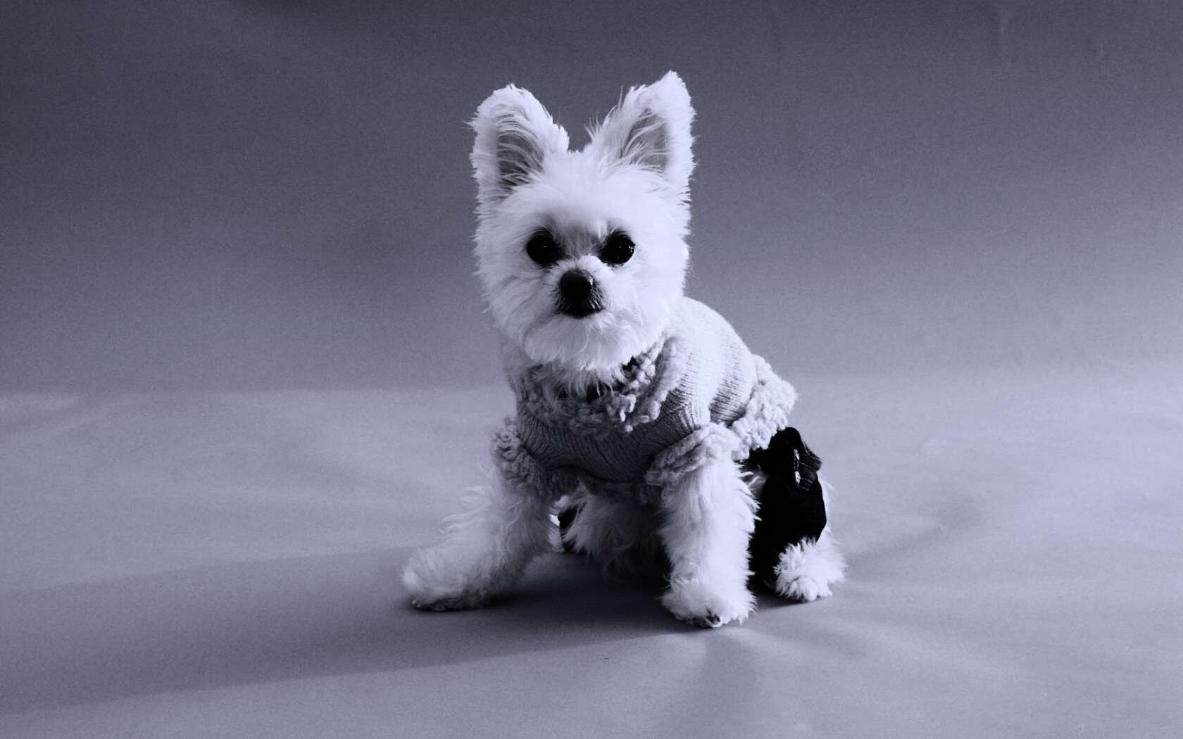 Собачка в свитере обои