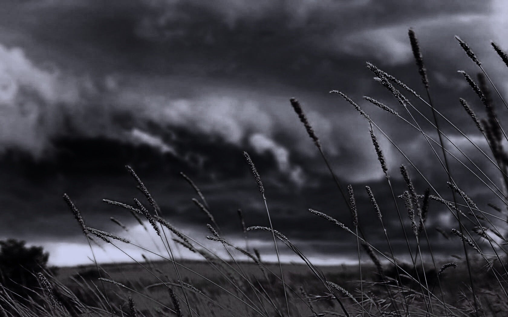 Золотистое поле обои