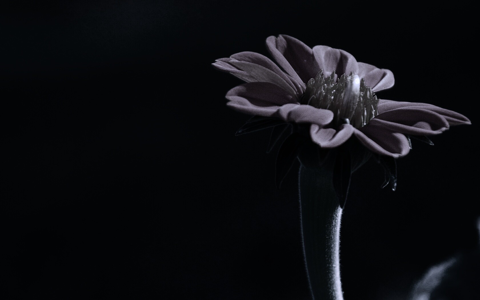 Красивый красный цветок обои