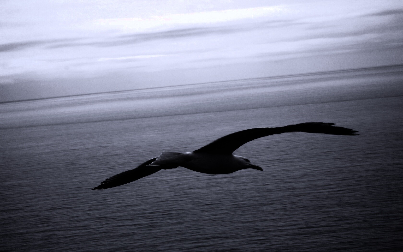 Чайка в полете обои