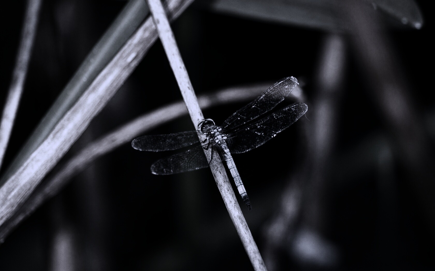 Стрекоза на тарвинке обои